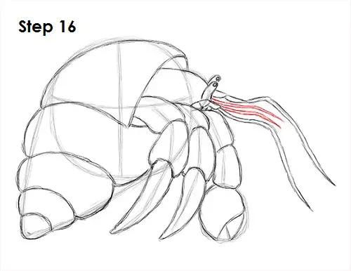 Draw Hermit Crab 16