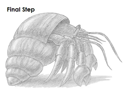 Draw Hermit Crab Last