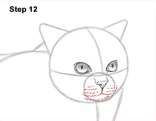 How to Draw Himalayan Cat Kitten Seal Point 12