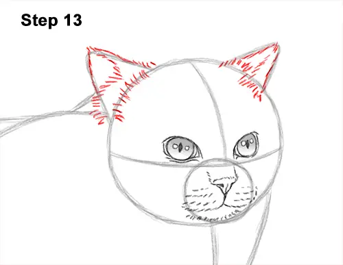 How to Draw Himalayan Cat Kitten Seal Point 13