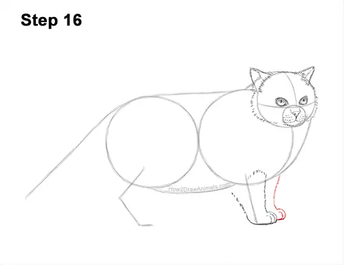 How to Draw Himalayan Cat Kitten Seal Point 16