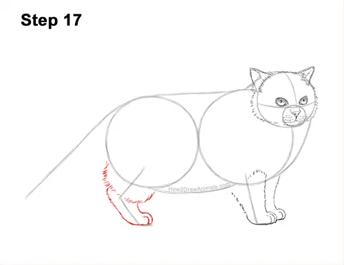 How to Draw Himalayan Cat Kitten Seal Point 17
