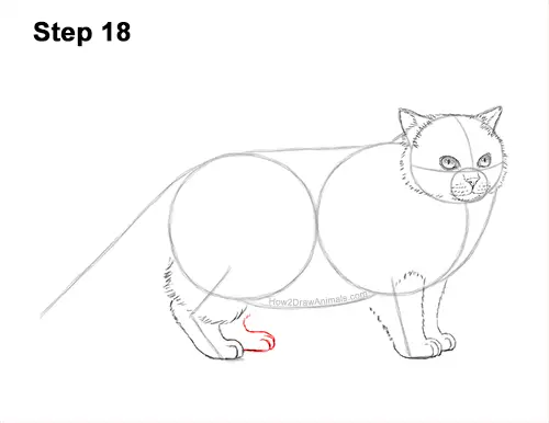 How to Draw Himalayan Cat Kitten Seal Point 18