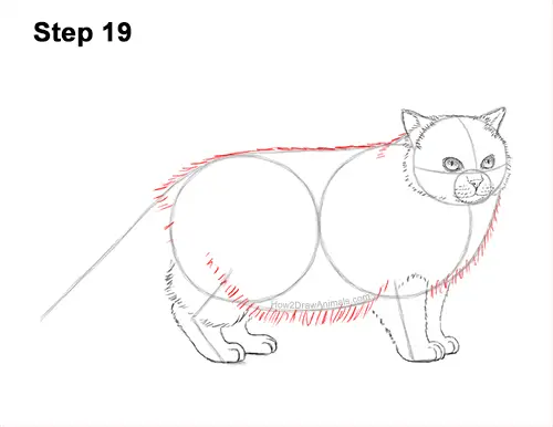 How to Draw Himalayan Cat Kitten Seal Point 19