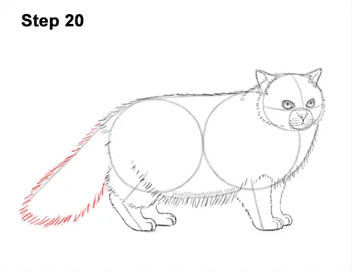 How to Draw Himalayan Cat Kitten Seal Point 20