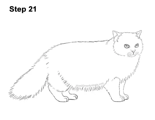 How to Draw Himalayan Cat Kitten Seal Point 21