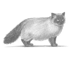 How to Draw a Himalayan Birman Cat Kitty Cat Side View