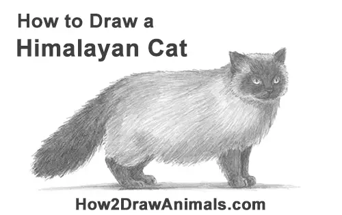 How to Draw Himalayan Cat Kitten Seal Point
