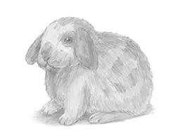 How to Draw a Holland Lop Bunny