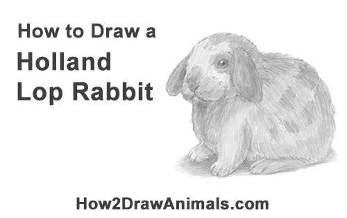 How to Draw a Holland Lop Rabbit