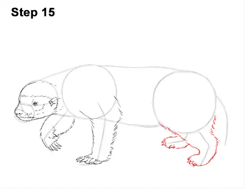 Draw Honey Badger 15
