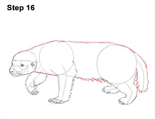 How to Draw a Honey Badger