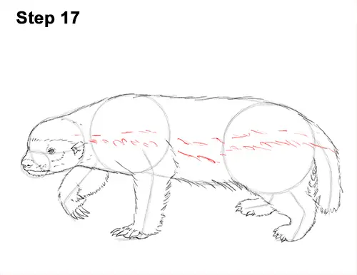 Draw Honey Badger 17
