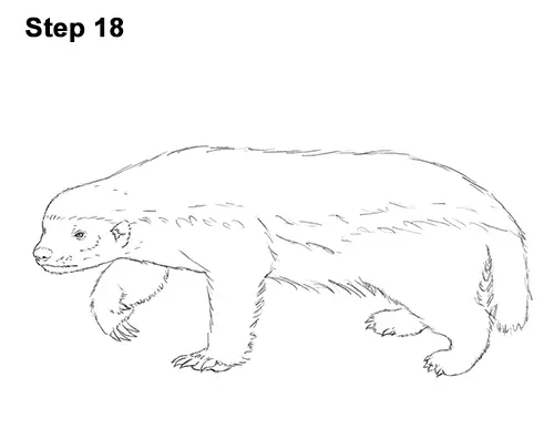 Draw Honey Badger 18