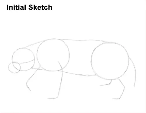 Draw Honey Badger Initial Sketch