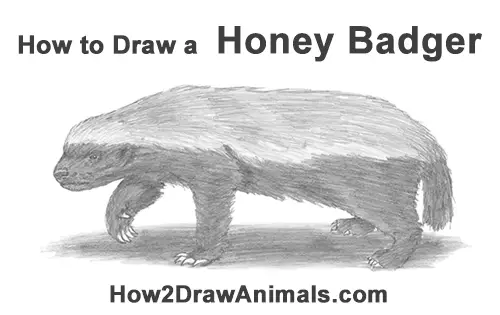 How to Draw a Honey Badger