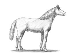 How to Draw Horse Arabian