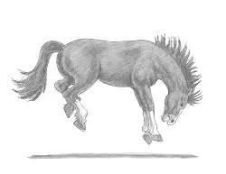 How to Draw a Horse Bronco Bucking Jumping