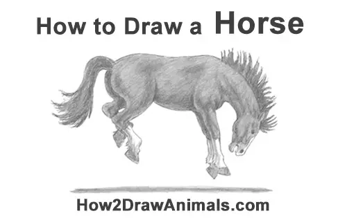 How to Draw a Horse (Bucking) VIDEO & Step-by-Step Pictures