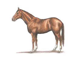 How to Draw a Horse Color Side View