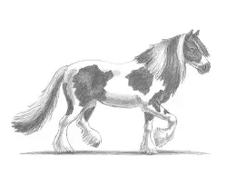 How to Draw a Gypsy Vanner Irish Cob Horse