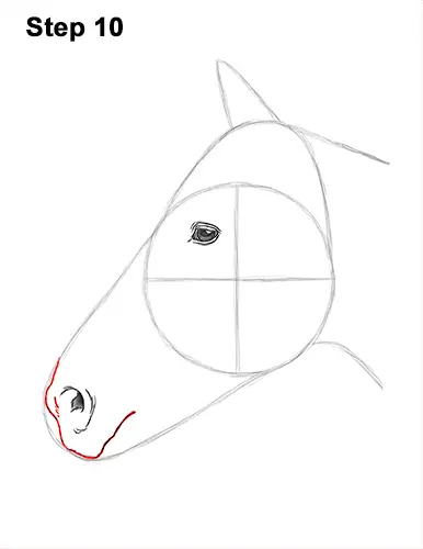 How to Draw a Horse (Head Detail)