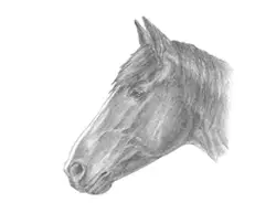 How to Draw a Horse Head Detail Portrait Profile Face