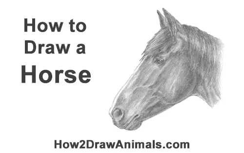 How To Draw A Horse Head Detail