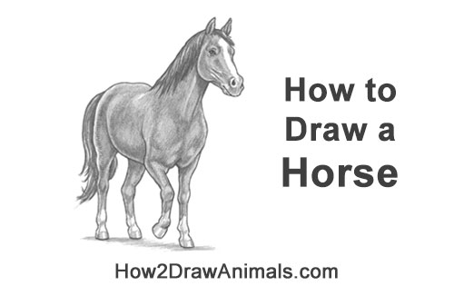 How to Draw a Horse Three Quarter Front View Walking