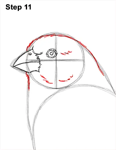 How to Draw Red House Finch Bird Color 11