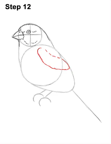 How to Draw Red House Finch Bird Color 12