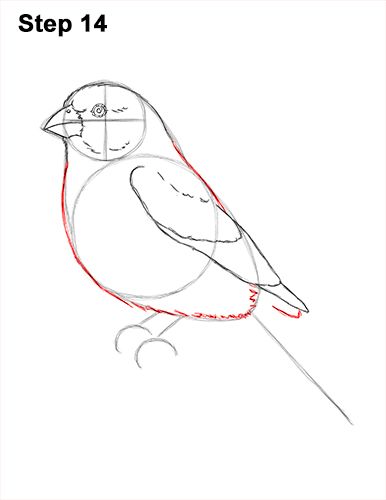 How to Draw Red House Finch Bird Color 14