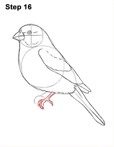 How to Draw Red House Finch Bird Color 16