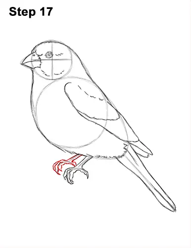 How to Draw Red House Finch Bird Color 17