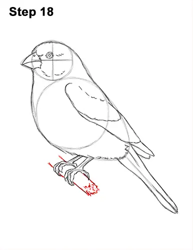 How to Draw Red House Finch Bird Color 18
