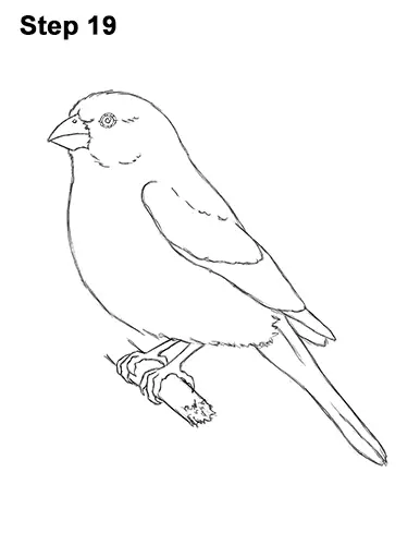 How to Draw Red House Finch Bird Color 19