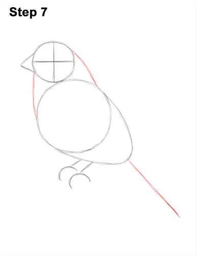 How to Draw Red House Finch Bird Color 7