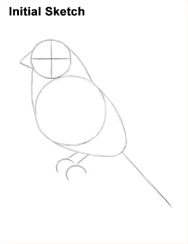 How to Draw Red House Finch Bird Color Sketch