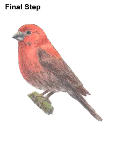 How to Draw Red House Finch Bird Color
