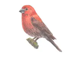 How to Draw a Red House Finch Bird