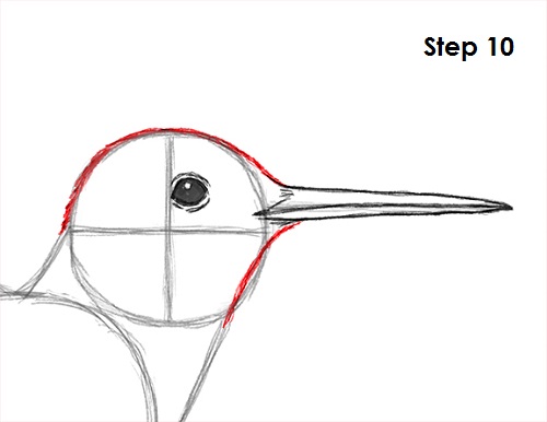 How to Draw a Hummingbird VIDEO & Step-by-Step Pictures