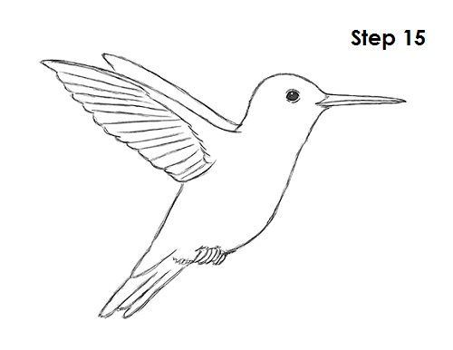 How to Draw a Hummingbird VIDEO & Step-by-Step Pictures