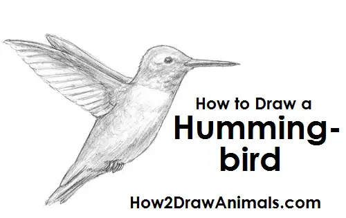 How To Draw A Hummingbird Video Step By Step Pictures