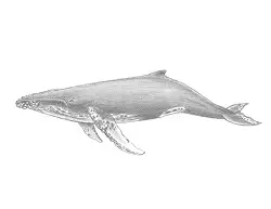 How to Draw a Humpback Whale Side