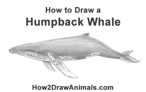 How to Draw Humpback Whale Side