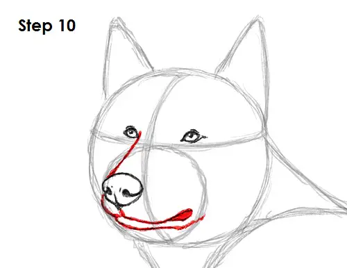 Draw Husky 10