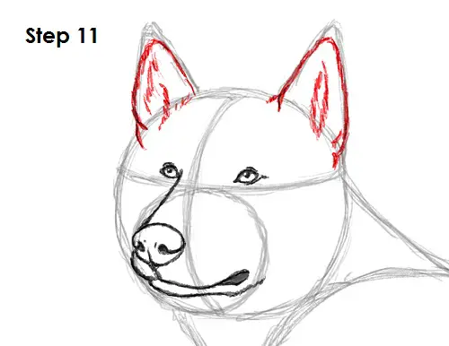 Draw Husky 11