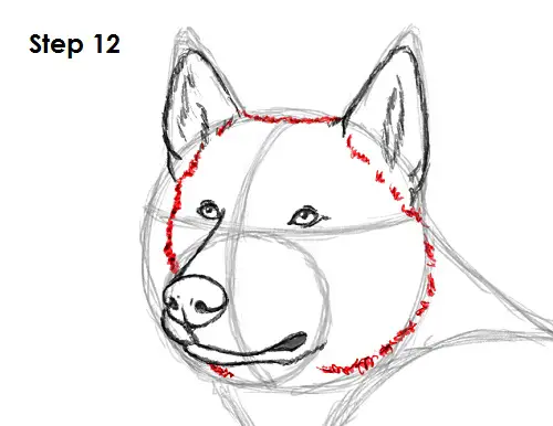 Draw Husky 12