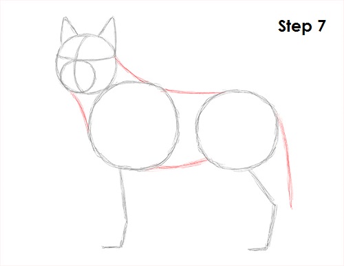 Draw Husky 7