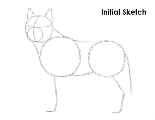 Draw Husky Sketch